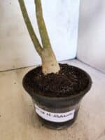 Planta Dobrada 3814 – 35cm – 03 anos - Imagem 8