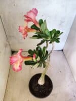 Planta Dobrada 3814 – 35cm – 03 anos - Imagem 7