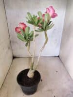 Planta Dobrada 3814 – 35cm – 03 anos - Imagem 6