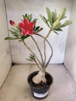Planta Dobrada 3815 – 35cm – 03 anos
