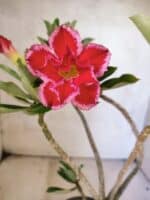 Planta Dobrada 3815 – 35cm – 03 anos - Imagem 3