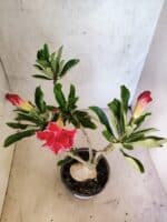 Planta Dobrada 3815 – 35cm – 03 anos - Imagem 4