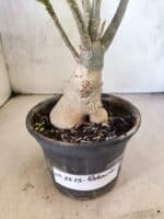 Planta Dobrada 3815 – 35cm – 03 anos - Imagem 8