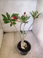 Planta Dobrada 3815 – 35cm – 03 anos - Imagem 7
