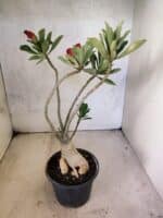 Planta Dobrada 3815 – 35cm – 03 anos - Imagem 6