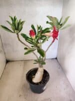 Planta Dobrada 3815 – 35cm – 03 anos - Imagem 5