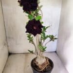 Planta Dobrada 3816 – 35cm – 03 anos