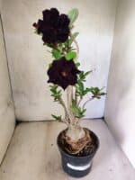 Planta Dobrada 3816 – 35cm – 03 anos