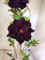 Planta Dobrada 3816 – 35cm – 03 anos - Imagem 3