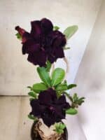 Planta Dobrada 3816 – 35cm – 03 anos - Imagem 4