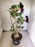 Planta Dobrada 3816 – 35cm – 03 anos - Imagem 6