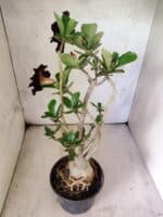 Planta Dobrada 3816 – 35cm – 03 anos - Imagem 5