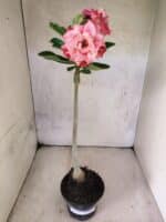 Planta Dobrada 3817 – 35cm – 03 anos - Imagem 2