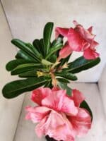 Planta Dobrada 3817 – 35cm – 03 anos - Imagem 4