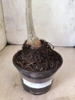 Planta Dobrada 3817 – 35cm – 03 anos - Imagem 8