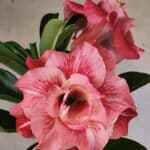 Planta Dobrada 3817 – 35cm – 03 anos