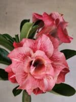 Planta Dobrada 3817 – 35cm – 03 anos