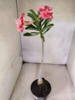 Planta Dobrada 3817 – 35cm – 03 anos - Imagem 7