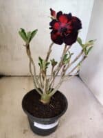 Planta Dobrada 3818 – 30cm – 02 anos