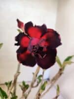 Planta Dobrada 3818 – 30cm – 02 anos - Imagem 3