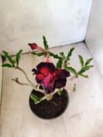 Planta Dobrada 3818 – 30cm – 02 anos - Imagem 4