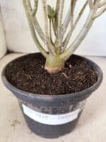 Planta Dobrada 3818 – 30cm – 02 anos - Imagem 6