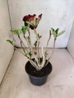 Planta Dobrada 3818 – 30cm – 02 anos - Imagem 5