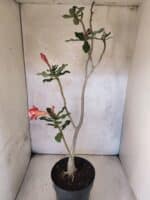 Planta Dobrada 3819 – 40cm – 03 anos - Imagem 6
