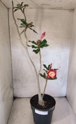 Planta Dobrada 3819 – 40cm – 03 anos - Imagem 2