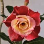 Planta Dobrada 3819 – 40cm – 03 anos