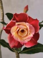 Planta Dobrada 3819 – 40cm – 03 anos