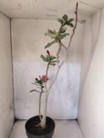 Planta Dobrada 3819 – 40cm – 03 anos - Imagem 5