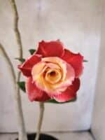 Planta Dobrada 3819 – 40cm – 03 anos - Imagem 4