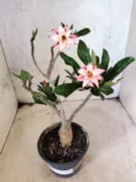 Planta Dobrada 3821 – 30cm – 02 anos - Imagem 2