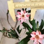 Planta Dobrada 3821 – 30cm – 02 anos