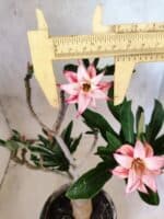 Planta Dobrada 3821 – 30cm – 02 anos