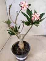 Planta Dobrada 3821 – 30cm – 02 anos - Imagem 4