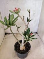 Planta Dobrada 3821 – 30cm – 02 anos - Imagem 5