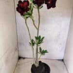 Planta Dobrada 3822 – 35cm – 03 anos