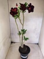 Planta Dobrada 3822 – 35cm – 03 anos