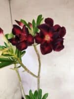 Planta Dobrada 3822 – 35cm – 03 anos - Imagem 5