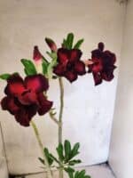 Planta Dobrada 3822 – 35cm – 03 anos - Imagem 7