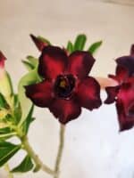 Planta Dobrada 3822 – 35cm – 03 anos - Imagem 4