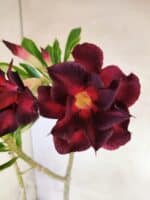 Planta Dobrada 3822 – 35cm – 03 anos - Imagem 3