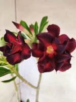 Planta Dobrada 3822 – 35cm – 03 anos - Imagem 8