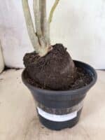 Planta Dobrada 3822 – 35cm – 03 anos - Imagem 9