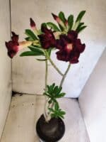 Planta Dobrada 3822 – 35cm – 03 anos - Imagem 6