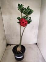 Planta Dobrada 3823 – 35cm – 03 anos - Imagem 2