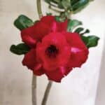 Planta Dobrada 3823 – 35cm – 03 anos