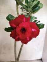 Planta Dobrada 3823 – 35cm – 03 anos